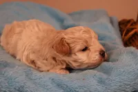 Bailey, a female Maltipoo for sale in Fountain Inn, SC – 10 of 10