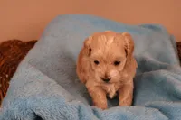 Abby, a female Maltipoo for sale in Fountain Inn, SC – 2 of 10