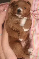 Casper, a male Miniature Goldendoodle for sale in Fountain Inn, SC – Photo 2 of 10