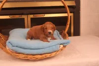 Casper, a male Miniature Goldendoodle for sale in Fountain Inn, SC – Photo 4 of 10