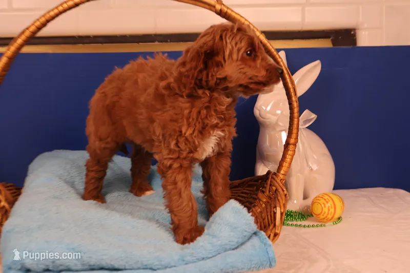 Casper – Miniature Goldendoodle puppy for sale in Fountain Inn, SC