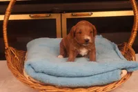 Casper, a male Miniature Goldendoodle for sale in Fountain Inn, SC – Photo 9 of 10