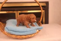 Casper, a male Miniature Goldendoodle for sale in Fountain Inn, SC – Photo 6 of 10