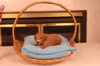 Casper, a male Miniature Goldendoodle for sale in Fountain Inn, SC – Photo 5 of 10