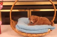 Casper, a male Miniature Goldendoodle for sale in Fountain Inn, SC – Photo 7 of 10