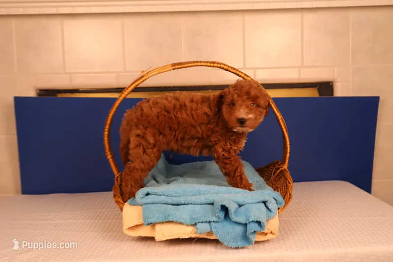 Casper – Miniature Goldendoodle puppy for sale in Fountain Inn, SC