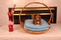 Casper, a male Miniature Goldendoodle for sale in Fountain Inn, SC – Photo 1 of 10