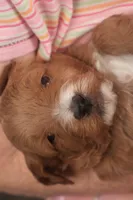 Casper, a male Miniature Goldendoodle for sale in Fountain Inn, SC – Photo 10 of 10