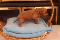 Casper, a male Miniature Goldendoodle for sale in Fountain Inn, SC – Photo 8 of 10