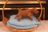 Casper, a male Miniature Goldendoodle for sale in Fountain Inn, SC – Photo 3 of 10