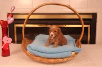 Benji, a male Miniature Goldendoodle for sale in Fountain Inn, SC – Photo 3 of 10