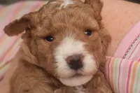Benji, a male Miniature Goldendoodle for sale in Fountain Inn, SC – Photo 10 of 10
