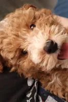 Benji, a male Miniature Goldendoodle for sale in Fountain Inn, SC – Photo 2 of 10