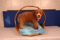 Benji, a male Miniature Goldendoodle for sale in Fountain Inn, SC – Photo 3 of 10