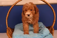Benji, a male Miniature Goldendoodle for sale in Fountain Inn, SC – Photo 9 of 10