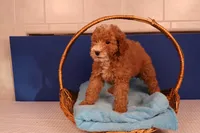 Benji, a male Miniature Goldendoodle for sale in Fountain Inn, SC – Photo 8 of 10