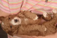 Benji, a male Miniature Goldendoodle for sale in Fountain Inn, SC – Photo 2 of 10