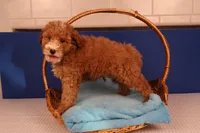 Benji, a male Miniature Goldendoodle for sale in Fountain Inn, SC – Photo 6 of 10