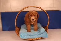 Benji, a male Miniature Goldendoodle for sale in Fountain Inn, SC – Photo 1 of 10