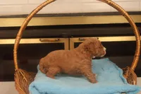 Benji, a male Miniature Goldendoodle for sale in Fountain Inn, SC – Photo 9 of 10