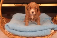 Benji, a male Miniature Goldendoodle for sale in Fountain Inn, SC – Photo 1 of 10
