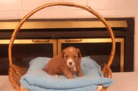 Benji, a male Miniature Goldendoodle for sale in Fountain Inn, SC – Photo 4 of 10