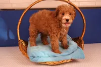 Benji, a male Miniature Goldendoodle for sale in Fountain Inn, SC – Photo 7 of 10