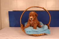 Benji, a male Miniature Goldendoodle for sale in Fountain Inn, SC – Photo 4 of 10