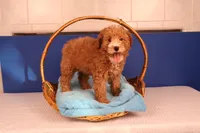 Benji, a male Miniature Goldendoodle for sale in Fountain Inn, SC – Photo 5 of 10