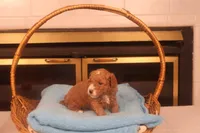 Benji, a male Miniature Goldendoodle for sale in Fountain Inn, SC – Photo 5 of 10