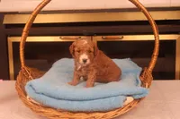 Benji, a male Miniature Goldendoodle for sale in Fountain Inn, SC – Photo 8 of 10
