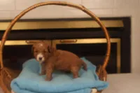 Benji, a male Miniature Goldendoodle for sale in Fountain Inn, SC – Photo 6 of 10