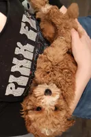 Benji, a male Miniature Goldendoodle for sale in Fountain Inn, SC – Photo 10 of 10