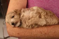 Abby, a female Maltipoo for sale in Fountain Inn, SC – 8 of 10