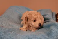 Bailey, a female Maltipoo for sale in Fountain Inn, SC – 5 of 10