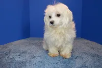 Pearl, a female Maltese for sale in Fountain Inn, SC – 6 of 6