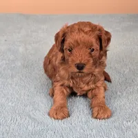 Charlie, a female Maltipoo and Poodle - Toy  for sale in Fountain Inn, SC – 1 of 10