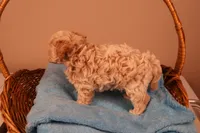 Bailey, a female Maltipoo for sale in Fountain Inn, SC – 10 of 10