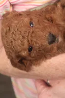 Anna, a female Miniature Goldendoodle for sale in Fountain Inn, SC – Photo 5 of 10