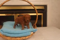 Anna, a female Miniature Goldendoodle for sale in Fountain Inn, SC – Photo 8 of 10