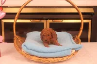 Anna, a female Miniature Goldendoodle for sale in Fountain Inn, SC – Photo 9 of 10