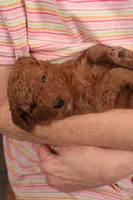 Anna, a female Miniature Goldendoodle for sale in Fountain Inn, SC – Photo 4 of 10