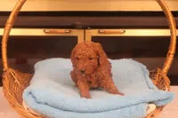 Anna, a female Miniature Goldendoodle for sale in Fountain Inn, SC – Photo 10 of 10