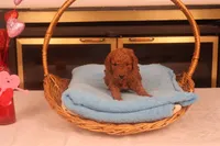 Anna, a female Miniature Goldendoodle for sale in Fountain Inn, SC – Photo 6 of 10