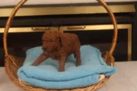 Anna, a female Miniature Goldendoodle for sale in Fountain Inn, SC – Photo 7 of 10