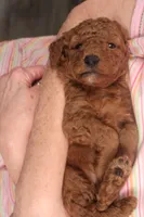 Anna, a female Miniature Goldendoodle for sale in Fountain Inn, SC – Photo 3 of 10