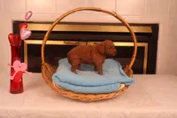 Anna, a female Miniature Goldendoodle for sale in Fountain Inn, SC – Photo 1 of 10