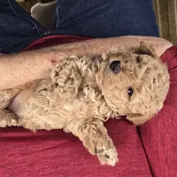Amy, a female Maltipoo for sale in Fountain Inn, SC – 9 of 10