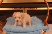 Ava, a female Maltipoo for sale in Fountain Inn, SC – Photo 2 of 10