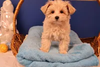 Ava, a female Maltipoo for sale in Fountain Inn, SC – Photo 6 of 10
